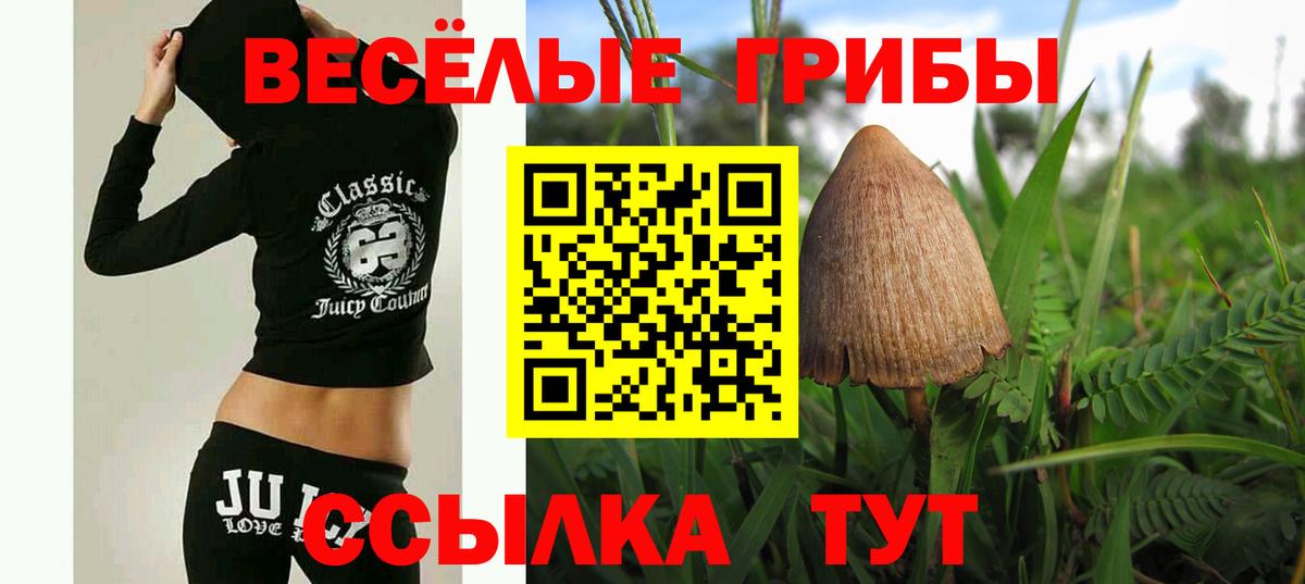 Алексин  Галлюциногенные грибы Psilocybe  Вход с VPN 